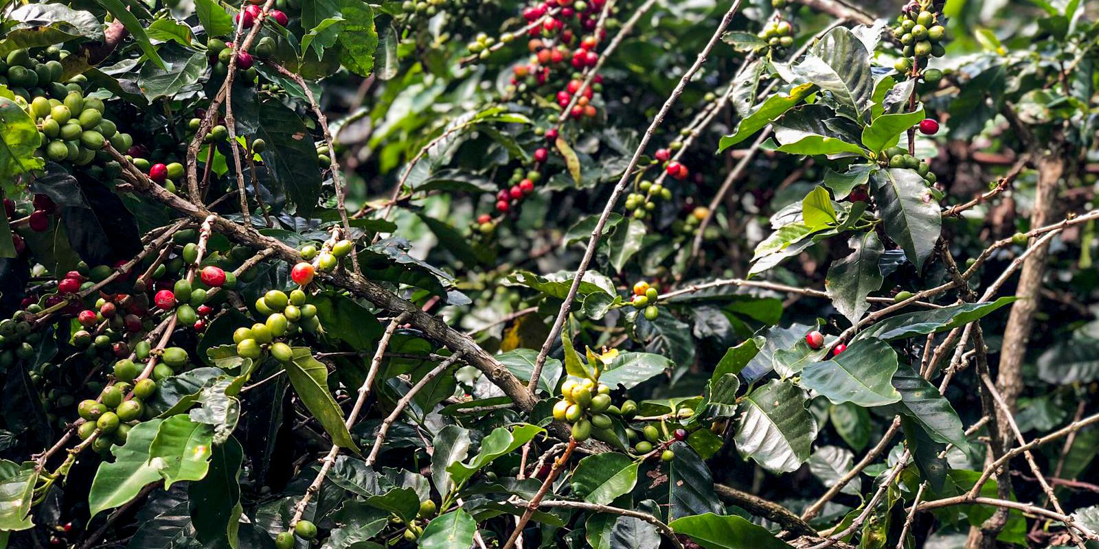 safra-de-cafe-deve-crescer-2,7%-e-chegar-a-56-milhoes-de-sacas-em-2025