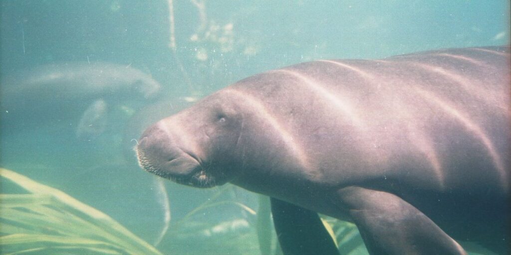 projeto-no-para-busca-garantir-sobrevivencia-de-peixes-boi-resgatados
