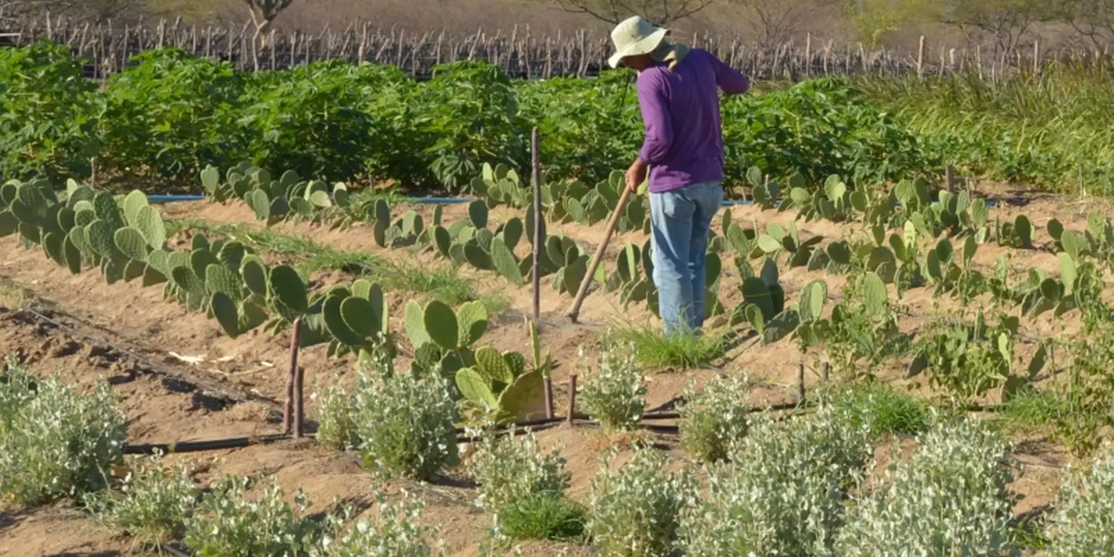rendimento-de-trabalhador-rural-sobe-5,5%-no-1o-trimestre