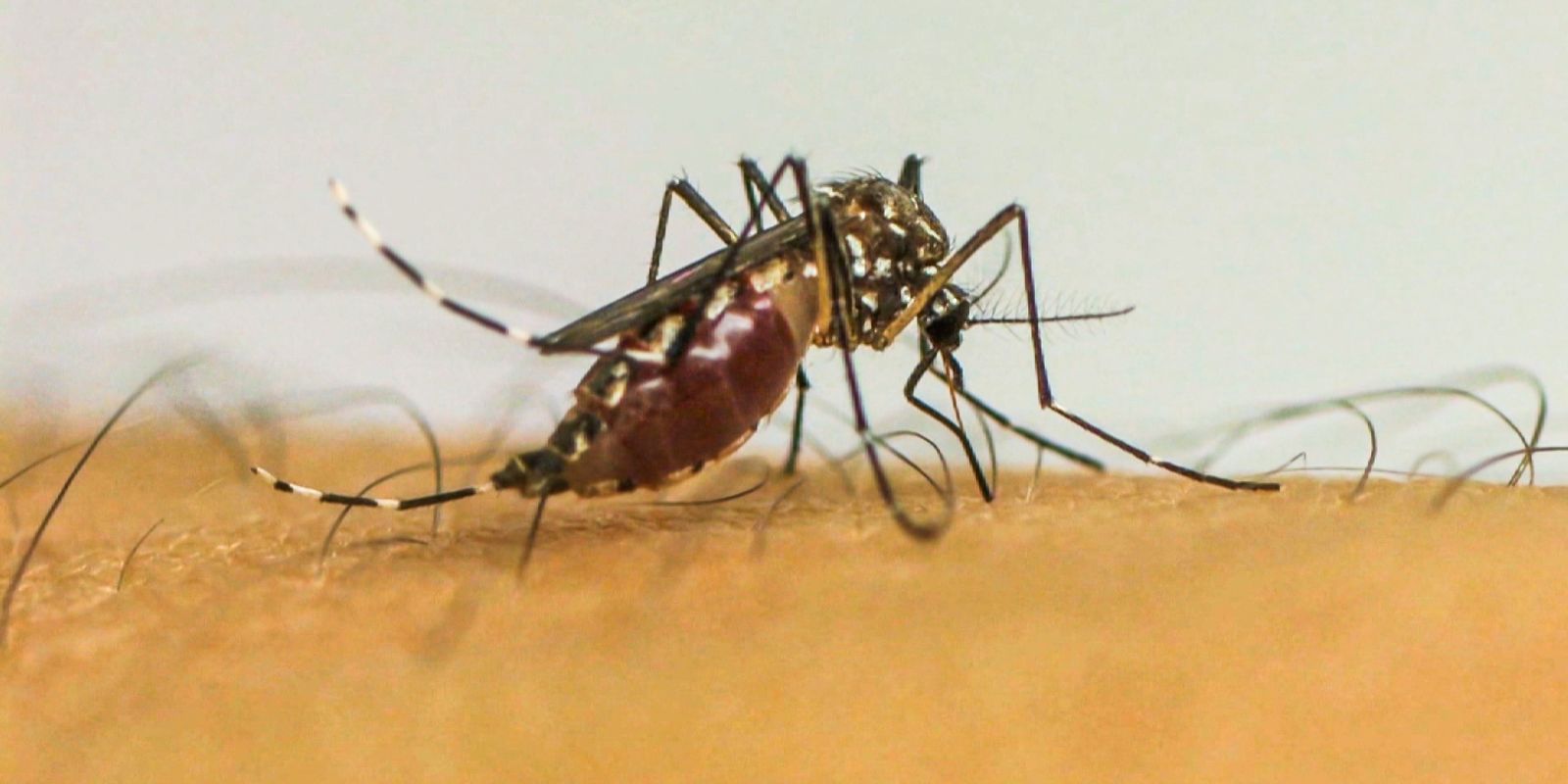 doencas-transmitidas-por-mosquitos-serao-“novo-normal”-na-europa