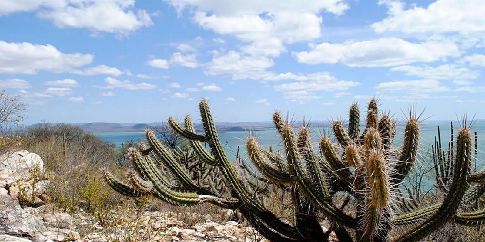 aumentam-as-usinas-de-energia-solar-nas-areas-de-caatinga