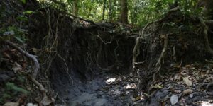 brasil-tem-mais-de-37-bilhoes-de-toneladas-de-carbono-organico-no-solo