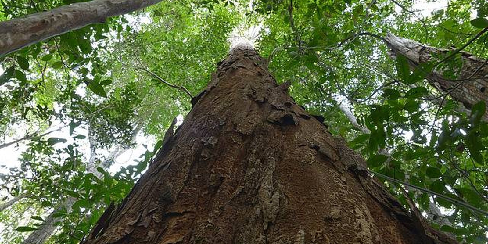 nova-resolucao-aprimora-usos-do-pau-brasil,-arvore-simbolo-do-pais