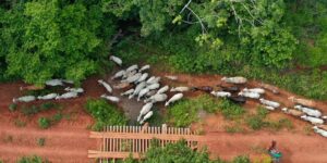 funai-solicita-apoio-da-pf-para-investigar-emboscada-no-para