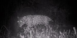 campo-grande-recebe-evento-sobre-conservacao-de-animais-silvestres