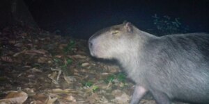 capivara-espancada,-na-ilha-do-governador,-corre-risco-de-ficar-cega