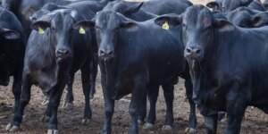 cmn-reduz-juros-de-financiamentos-a-cooperativas-rurais-pelo-pronaf