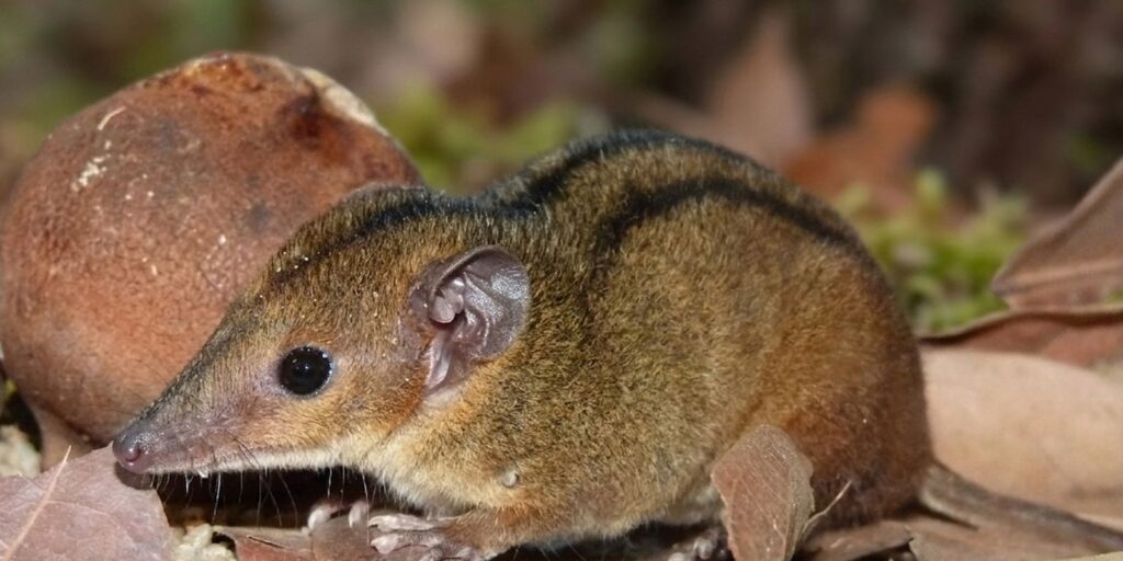 pesquisadores-descobrem-nova-especie-de-marsupial-exclusiva-do-rj