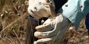 plantas-consideradas-extintas-sao-reencontradas-em-minas-gerais