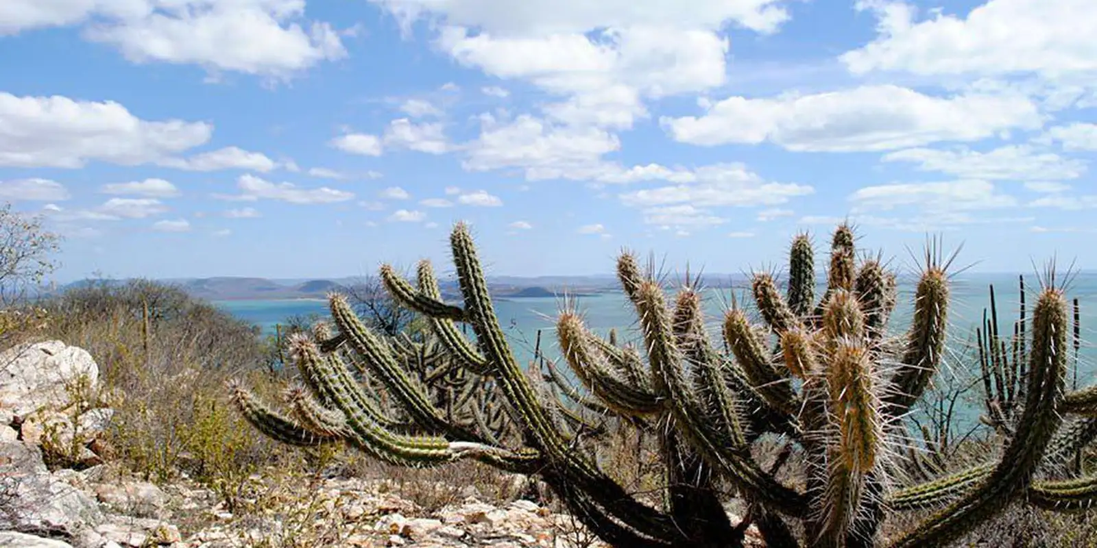 consorcio-nordeste-negocia-recursos-na-cop17-da-onu