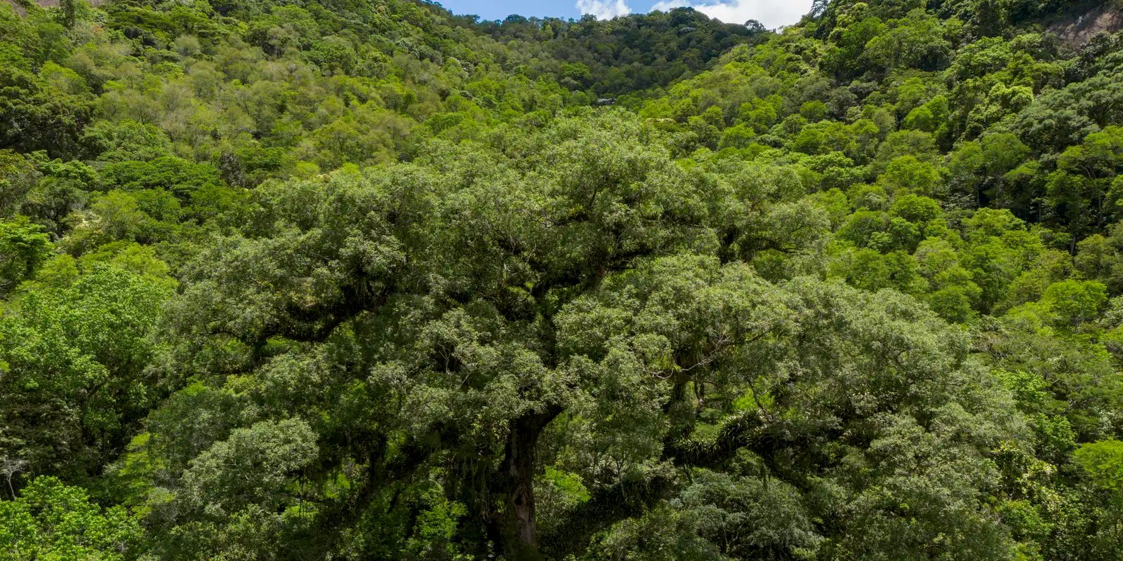 um-quarto-da-mata-atlantica-e-de-vegetacao-secundaria,-diz-mapbiomas
