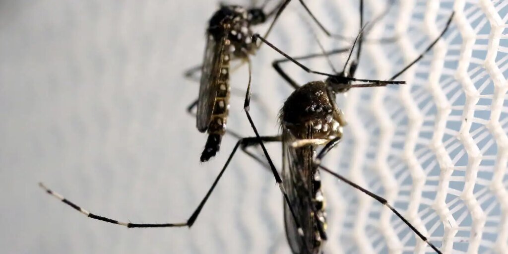 aedes-aegypti:-quase-metade-dos-municipios-esta-em-alerta-ou-risco