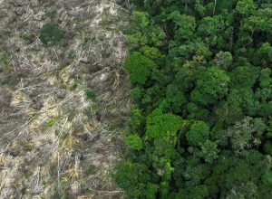 pesquisa:-carne-de-caca-e-essencial-na-dieta-dos-povos-originarios