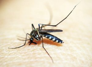 brasileiros-publicam-maior-estudo-ja-feito-sobre-sequelas-do-zika