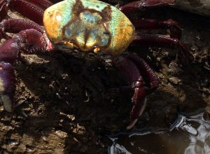 defeso-do-caranguejo-uca-comeca-nesta-terca-(17)-em-dez-estados