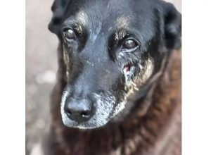 hospital-veterinario-municipal-passa-a-funcionar-24-horas-em-sao-paulo