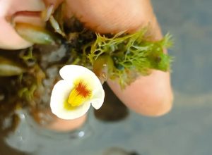 especie-rarissima-de-planta-carnivora-e-encontrada-no-piaui