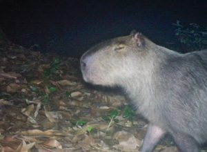 capivara-espancada,-na-ilha-do-governador,-corre-risco-de-ficar-cega