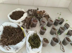 1473-plantacao-de-maconha-em-guanambi