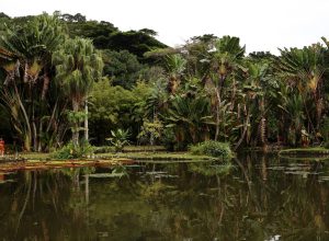 viva-maria-discute-o-papel-do-jornalismo-na-preservacao-ambiental
