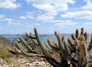 consorcio-nordeste-negocia-recursos-na-cop17-da-onu