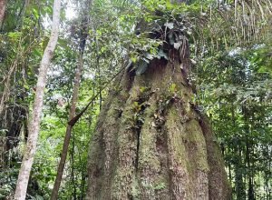 amazonas-ganha-quatro-novas-reservas-de-desenvolvimento-sustentavel