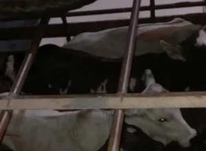 Foto: Divulgação | PRE-BA