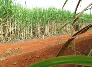 conab-estima-producao-de-663,4-milhoes-de-toneladas-de-cana