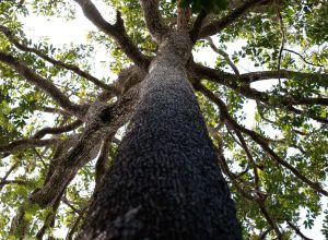viva-maria-ecoa-protestos-contra-o-pl-da-devastacao