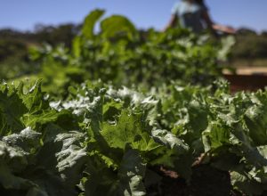 parceria-destina-r$-299-milhoes-para-agricultura-familiar-na-bahia