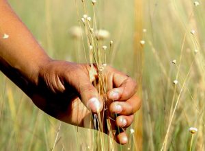 povoado-mumbuca-realiza-festa-da-colheita,-que-promove-o-capim-dourado