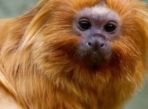 micos-leoes-dourados-resgatados-do-trafico-voltam-a-natureza