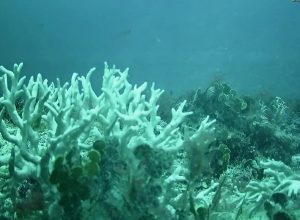 recifes-de-coral-do-brasil-estao-ameacados-por-mudancas-climaticas