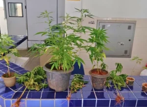 Foto: Divulgação | Policia Militar