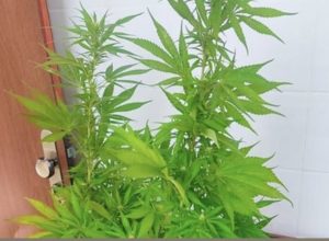 Foto: Divulgação | PMBA