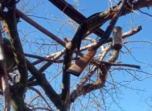 Foto: Reprodução | Redes Sociais